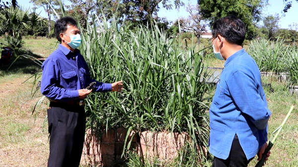 รอบรู้เรื่อง หญ้าสุวรรณภูมิ พืชที่ผลิตไฟฟ้าได้