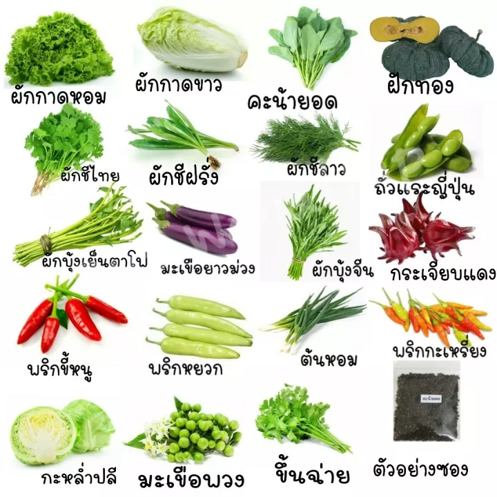 10 อุปกรณ์ในการปลูกผักที่ใช้ดีสุด เมล็ดผักพันธุ์ดี